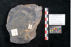 Foto (Objekt + Etikett) von Cupanites novae zeelandiae Ettingshausen (NHMW-GEO-2024-0188-10249)